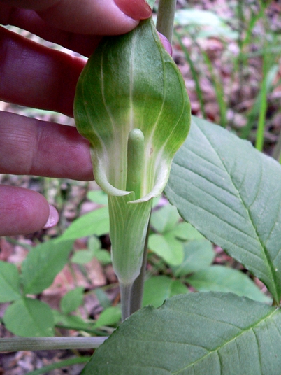 {Arisaema pusillum}